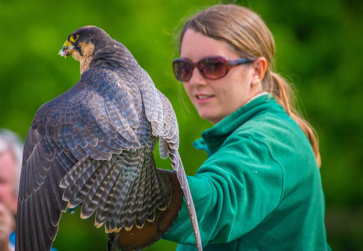 Oklahoma Falconry Association at Ethel Darrington blog